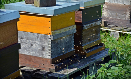 Wie Imker von elektrischen Hofladern profitieren