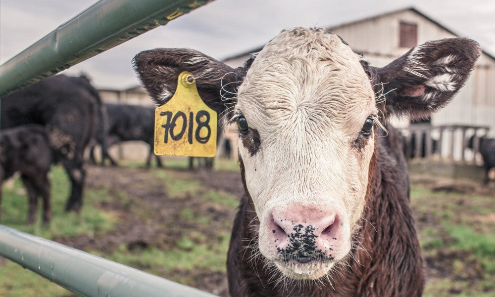 Elektrofahrzeuge in der Landwirtschaft