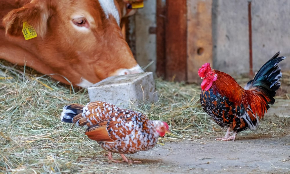 Nachhaltige Landwirtschaft mit E-Hoflader