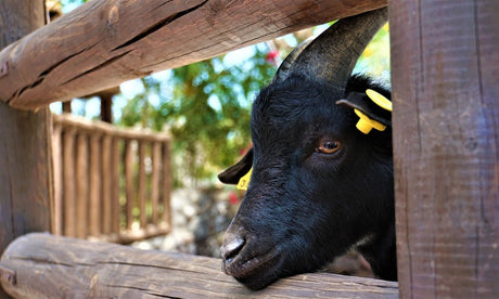 Emissionfrei im Zoo & in Tierpark mit Elektro-Lader