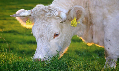 E-Mobilität in der biologischen Landwirtschaft