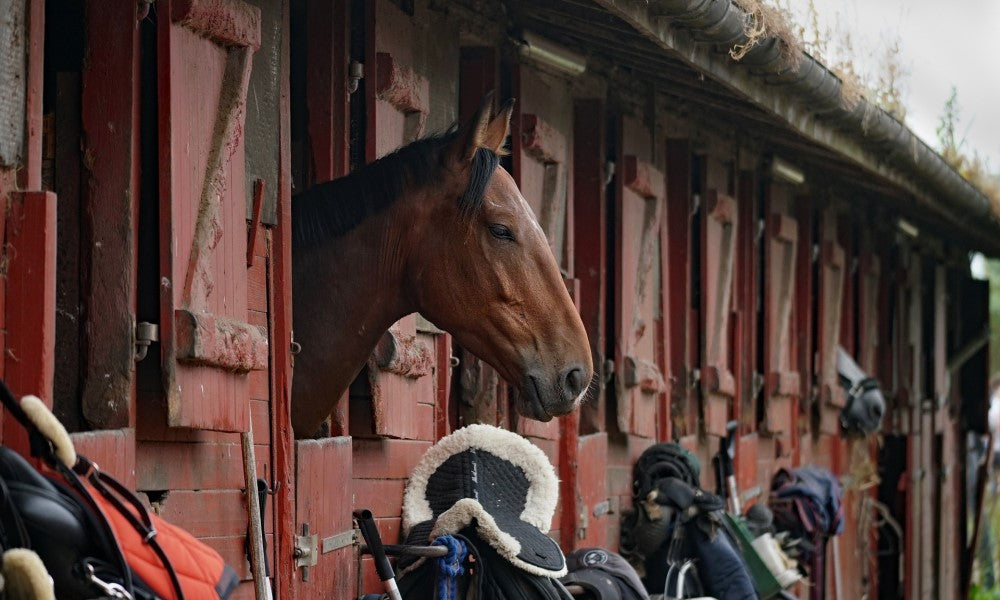 Elektrische Hoflader für Pferdebetriebe