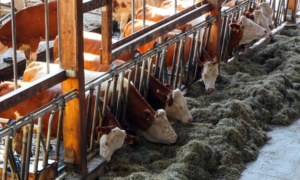 Elektrosche Hoflader für die Profi Milchwirtschaft