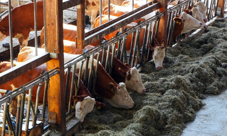 Elektrosche Hoflader für die Profi Milchwirtschaft