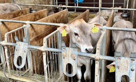 Förderung für elektrische Hoflader in Österreich: Welche Zuschüsse 2026 drin sind